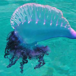 physalia-phisalis.jpg