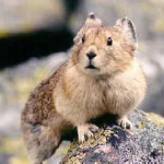 pika.jpg