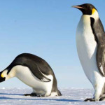 pinguino-imperatore.jpg