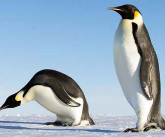 Pinguino imperatore