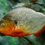 piranha.jpg