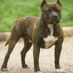 pit-bull-terrier.jpg