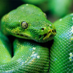 pitone-verde.jpg