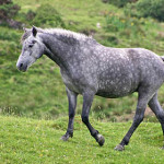pony-connemara.jpg
