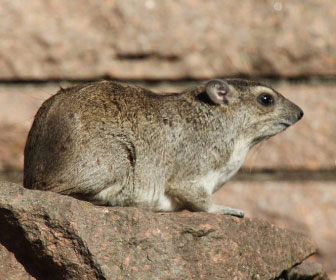 Procavia delle steppe