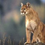 puma.jpg