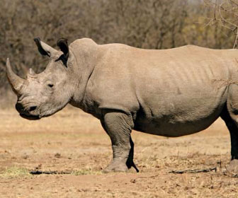 Rinoceronte nero