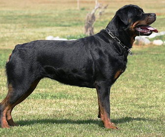 Rottweiler