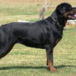rottweiler.jpg