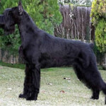 schnauzer-gigante.jpg