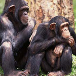 scimpanze.jpg