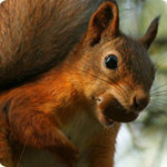 scoiattolo.jpg
