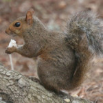 scoiattolo-grigio.jpg