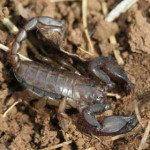 scorpione.jpg