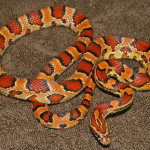 serpente-del-grano.jpg
