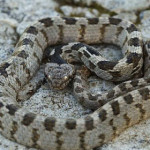 serpente-gatto.jpg