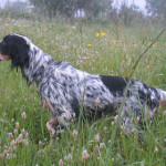 setter-inglese.jpg
