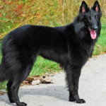 sheepdog-belga.jpg