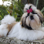 shih-tzu.jpg