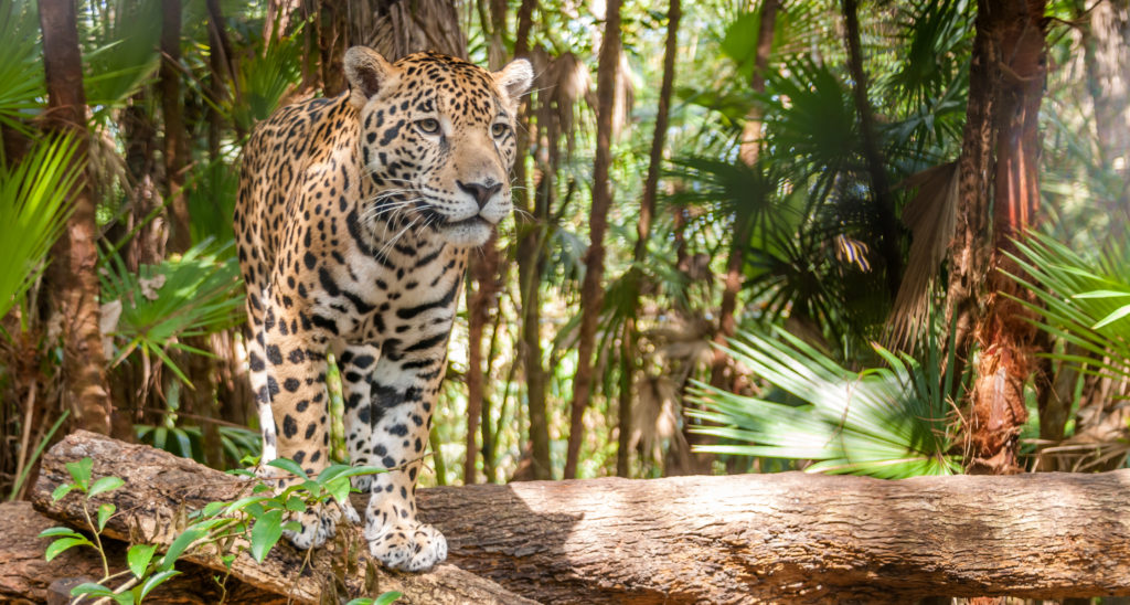 Leopardo