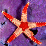 stella-marina.jpg