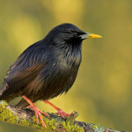 storno-nero-1.jpg