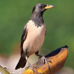 storno-roseo-1.jpg