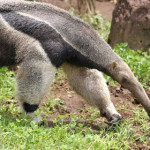 tamandua.jpg