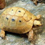 tartaruga-greca-dorata.jpg