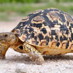 tartaruga-leopardo.jpg