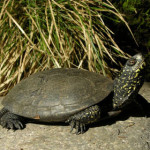 tartaruga-palustre-europea.jpg
