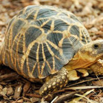tartaruga-stellata.jpg