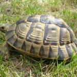 testudo-graeca.jpg