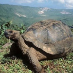 testuggine-delle-galapagos.jpg