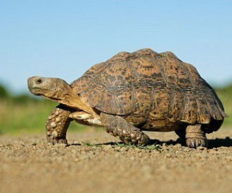 Testuggine sudafricana