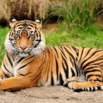 tigre.jpg