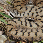vipera-comune.jpg