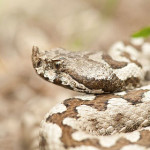 vipera-dal-corno.jpg