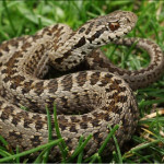 vipera-dell-orsini.jpg