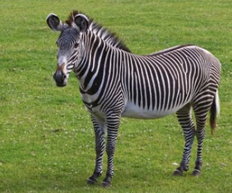 Zebra