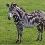 zebra.jpg