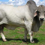 zebu.jpg