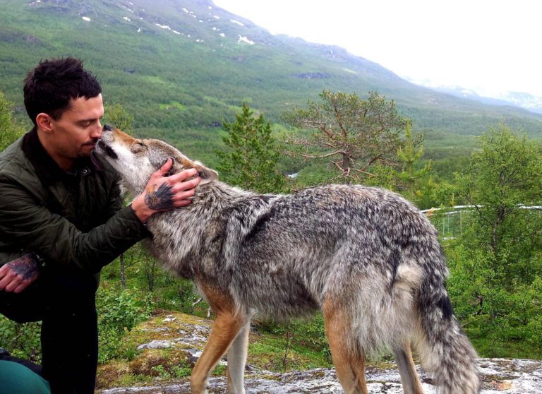 Il rapporto uomolupo e la sua domesticazione Mille Animali Il rapporto uomolupo e la sua domesticazione Mille Animali