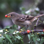 Bird and seed