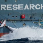 Caccia alle balene