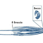 Anatomia del calamaro gigante