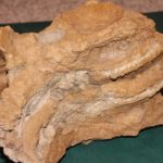 Fossile di dinosauro