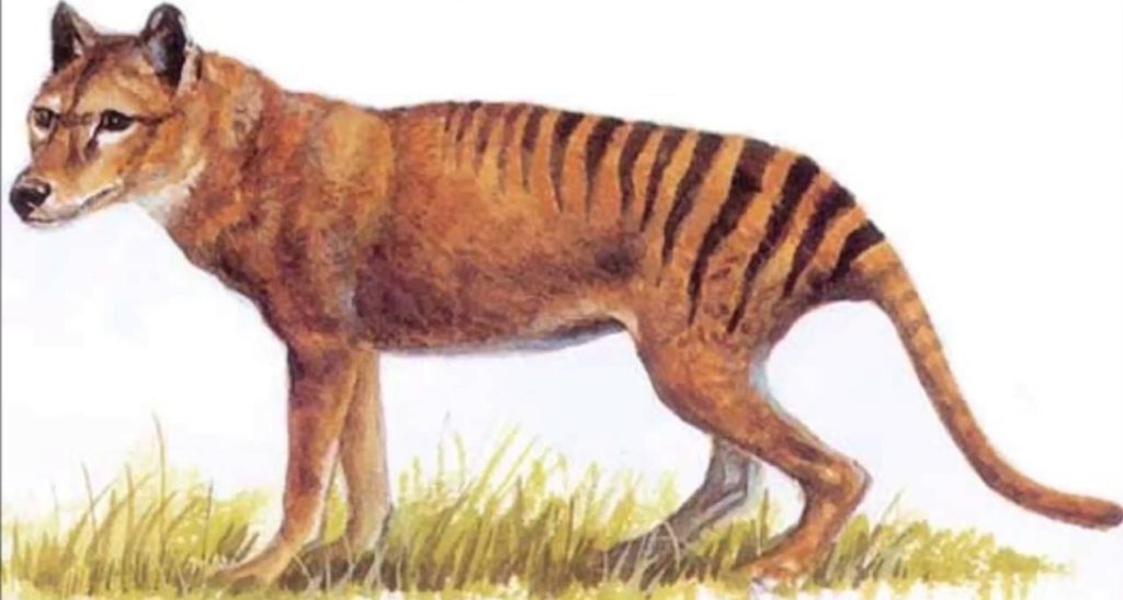 Il Tilacino Un Anomalo Predatore Mille Animali