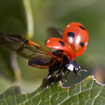 Cocinella in volo