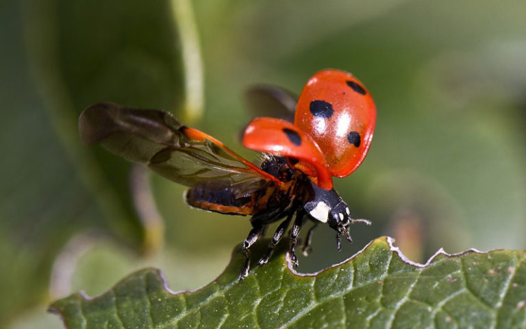 coccinella ghigo coccinella ghigo